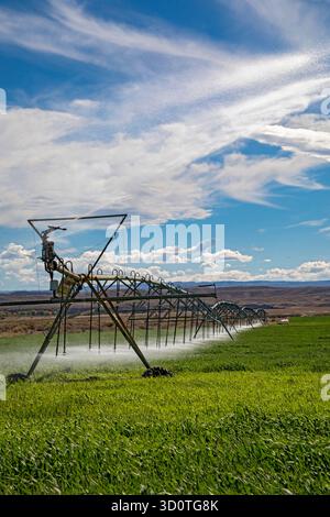 Alcova, Wyoming - arroseurs arrosent une culture qui pousse dans le désert du Wyoming. L'eau dans cette zone autrement sèche provient de la rivière North Platte voisine. Banque D'Images