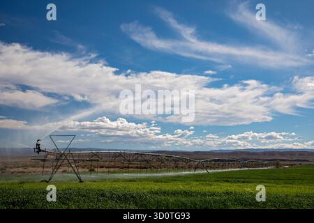 Alcova, Wyoming - arroseurs arrosent une culture qui pousse dans le désert du Wyoming. L'eau dans cette zone autrement sèche provient de la rivière North Platte voisine. Banque D'Images