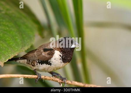 Bronze Mannikin (Spermestes cucullata) portrait Yaoundé Cameroun Banque D'Images