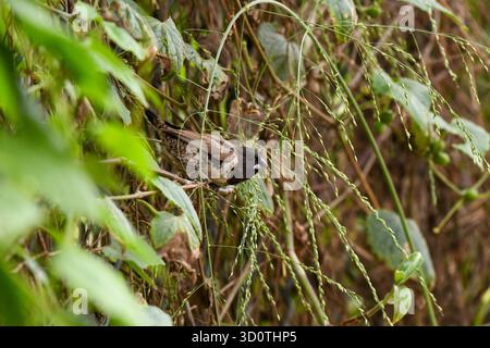 Mannequin en bronze (Spermestes cucullata), Yaoundé, Cameroun Banque D'Images
