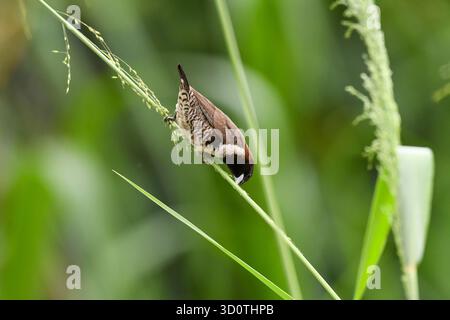 Mannikin en bronze (Spermestes cucullata) debout sur la branche à Yaoundé, Cameroun Banque D'Images