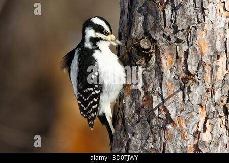 Femelle Downy Woodpecker sur un pin de Norvège. Dryobates pubescens. Banque D'Images