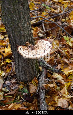 Champignon de selle de Dryad sur le tronc d'un orme mort. Forêt du nord du Minnesota. Banque D'Images