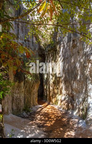 Sentier rétrécissant à Providence Canyon à Lumpkin, Géorgie. (ÉTATS-UNIS) Banque D'Images