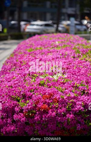 Arbustes azalées roses vibrants en pleine floraison le long d'une rue de la ville. Banque D'Images