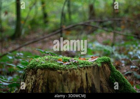 Podium naturel de souche d'arbre avec mousse verte et fond flou Banque D'Images