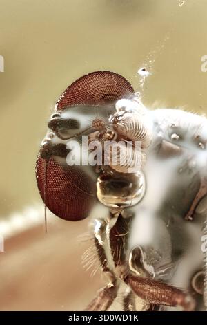 La tête de la mouche Rhagionidae (mouche snipe) en ambre Baltique, fossile de l'Éocène Banque D'Images