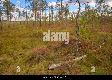 Intérieur de la réserve naturelle du marais de Čepkeliai (Čepkelių raistas) et site Ramsar près du parc national de Dzūkija, Lituanie Banque D'Images