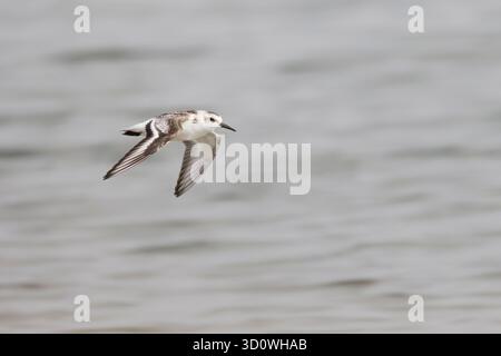 Sanderling en plumage hivernal en vol aux salines de Walvis Bay Namibie Banque D'Images