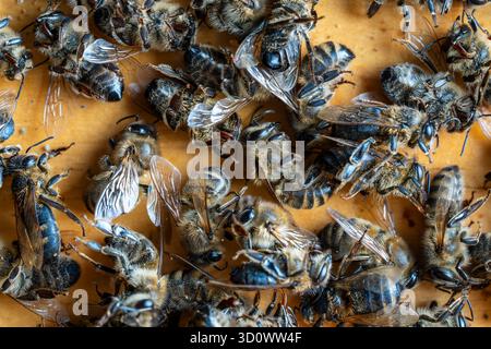 Beaucoup d'abeilles mortes dans la ruche, gros plan. Collapsus des colonies. Famine, exposition aux pesticides, ravageurs et maladies Banque D'Images