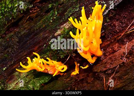 Stagshorn jaune, champignon/champignon, Calocera viscosa poussant dans la forêt de conifères sur souche en décomposition, jaune vif/orange. Banque D'Images