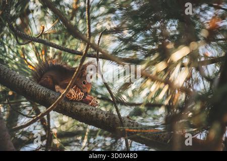 Un écureuil roux eurasien dans un épinette mangeant des graines de cône d'épinette, rétro-éclairé, effet mat, horizontal Banque D'Images