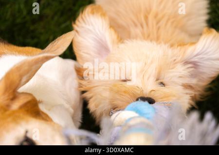 Gros plan extrême, vue en grand angle d'un chiot Maltipoo brun clair et moelleux mâchant farouchement un jouet de corde bleu et blanc, couché à côté des oreilles et de la queue Banque D'Images