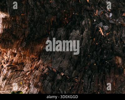 Fond abstrait de bois carbonisé et fissuré Banque D'Images
