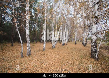 Forêt de bouleaux en automne, bosquet de bouleaux avec des feuilles jaunes Banque D'Images