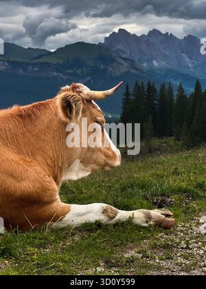 Kuh auf der Seiser Alm in den Dolomiten, Südtirol, Italien. Vache couchée sur un pré sur la Seiser Alm dans les Dolomites, Tyrol du Sud, Italie. Banque D'Images