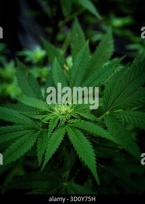 Plante de cannabis verte à base de plantes narcotiques en serre. Feuille de chanvre production de pétrole brut de cannabis issu de l'agriculture médicale. CBC, THC culture des herbes à partir de feuilles de chanvre. Pharmaceutique, et concept de santé médicale Banque D'Images