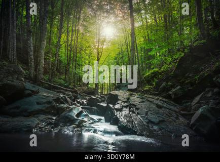 Abetone, cascade de cours d'eau à l'intérieur d'une forêt de sapins et de hêtre. Apennines, Toscane, Italie. Banque D'Images