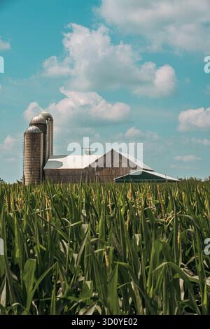 Le grand maïs vert remplit le premier plan tandis qu'une grange en bois altérée avec un toit en métal blanc se dresse en arrière-plan avec une mise au point douce. Encadré verticalement avec Banque D'Images