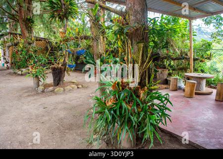 Une scène de jardin sereine à San Agustin, Colombie, avec des plantes vibrantes et des sièges rustiques au milieu de la nature. Banque D'Images