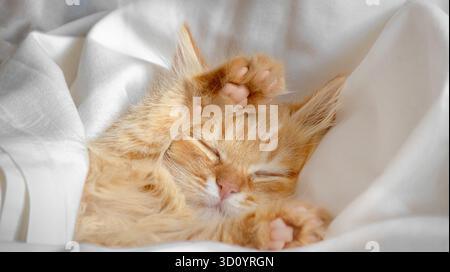 Chaton gingembre endormi avec pattes relevées sous une couverture blanche Banque D'Images