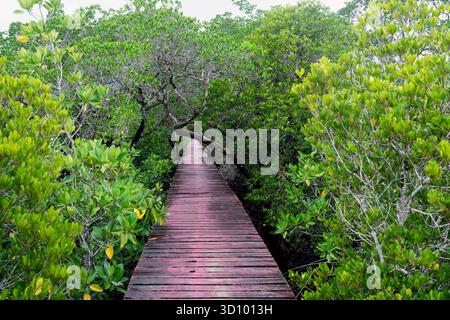 Le Serene Mangrove Pathway est magnifiquement entouré d'une végétation luxuriante et vibrante Banque D'Images