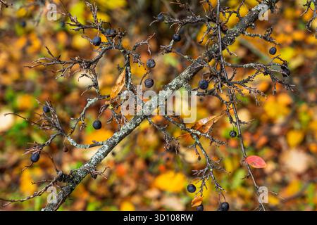 Branche épineuse avec des baies noires et lichen closeup Moody automne tons fond de texture organique pour la narration saisonnière Banque D'Images