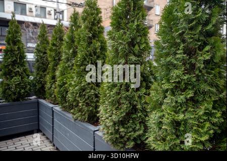 Rangée de grands arbres à feuilles persistantes thuja occidentalis clôture de haie verte le long du chemin Banque D'Images