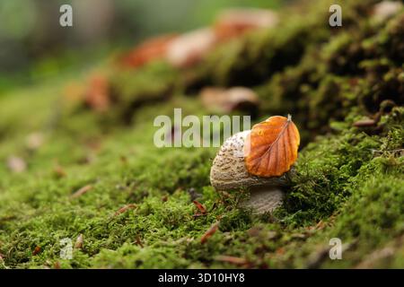 Un champignon forestier délicat caché sous une feuille d'automne orange vif sur un tapis de mousse vert luxuriant. La scène capture l'harmonie fragile du natur Banque D'Images