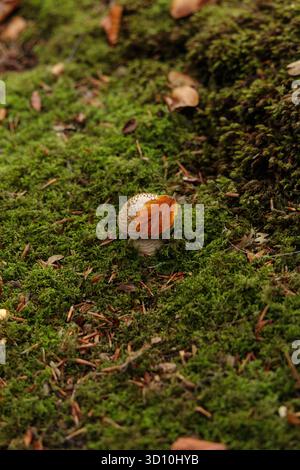Un minuscule champignon forestier partiellement recouvert d'une feuille d'automne dorée sur mousse verte tendre. La photo capture un moment tendre et calme du sol forestier Banque D'Images