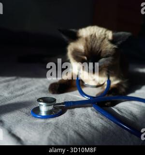 Chat siamois avec stéthoscope sur le lit à la lumière du soleil, examen pour animaux de compagnie, thème vétérinaire. Banque D'Images