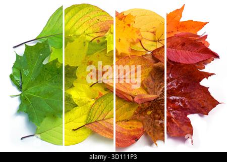Changement de couleurs de diverses feuilles d'automne du vert au jaune, orange et rouge, photographie en quatre bandes sur un fond blanc, concept de design pour f Banque D'Images