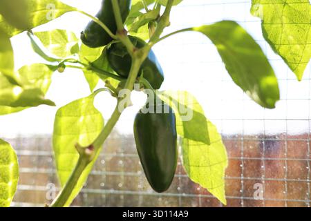 Poivrons verts / paprikas poussant sur une plante en pot sur un balcon urbain d'un bloc d'appartements Banque D'Images