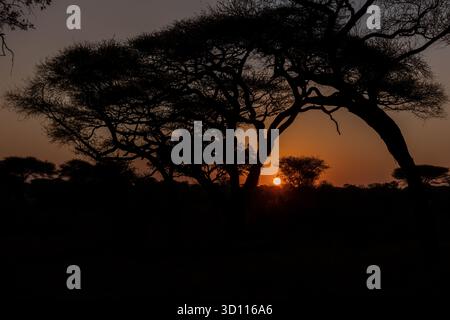 Silhouette d'acacia africains, probablement Vachellia tortilis, face à un coucher de soleil orange et or spectaculaire dans le parc national de Tarangire Banque D'Images