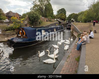 Cygnes et bateau étroit sur le canal Kennet et Avon, Newbury, Angleterre, Royaume-Uni Banque D'Images