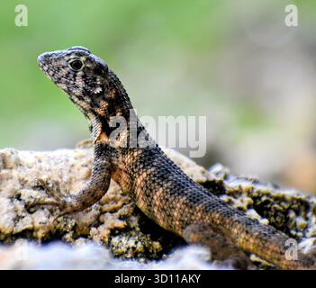 Un petit lézard à queue bouclée sur un rocher regardant vers est à gauche, cliqué à cuba pendant une journée de beau temps. Banque D'Images