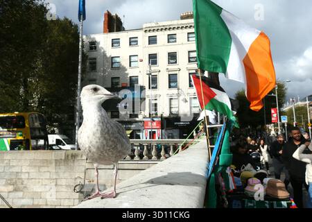 Dublin, Irlande - 24 octobre 2025 - Une mouette se dresse sur le pont O'Connell alors qu'un drapeau irlandais vole à proximité dans la ville de Dublin représentant la vie dans les rues de la capitale irlandaise Banque D'Images