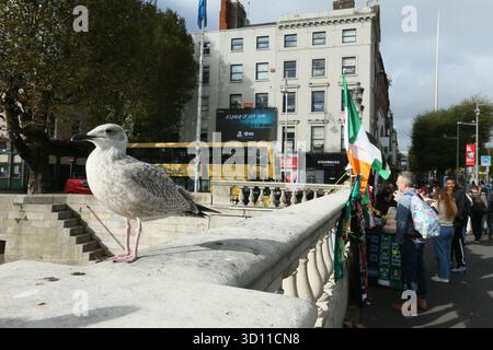 Dublin, Irlande - 24 octobre 2025 - Une mouette se dresse sur le pont O'Connell alors qu'un drapeau irlandais flotte à proximité, avec le monument Spire visible, dans la ville de Dublin représentant la vie dans les rues de la capitale irlandaise Banque D'Images