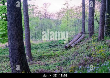 Dans une forêt verdoyante plusieurs pins ont été coupés, les troncs reposent sur l'herbe en une ligne rugueuse, le bois pâle montre aux extrémités, les branches dispersent les aiguilles arou Banque D'Images