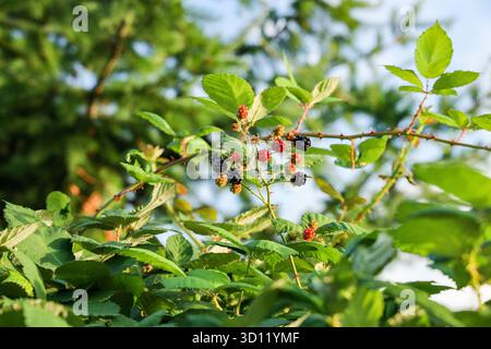 Gros plan de Wild BlackBerry Bush avec des fruits mûrs et non mûrs Banque D'Images