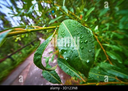 Feuille verte fraîche avec gouttes de pluie et fond de forêt douce Fermer nature Banque D'Images