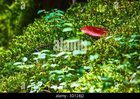 Champignon rouge poussant dans la mousse verte luxuriante avec feuillage forestier de près Banque D'Images