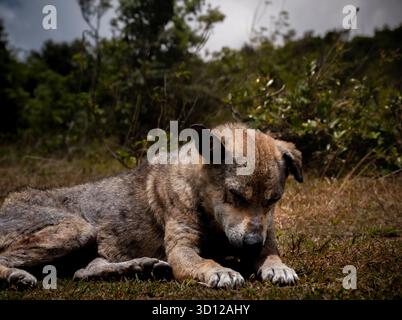 Un chien sauvage fatigué repose paisiblement sur l'herbe dans la nature sauvage tranquille, entouré par la beauté naturelle de Horton Plains, au Sri Lanka Banque D'Images
