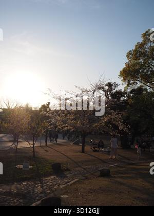 Familles appréciant les cerisiers en fleurs dans le parc pendant la lumière du soir du printemps au Japon Banque D'Images
