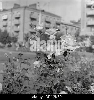 Un gros plan artistique de roses en fleurs à Sloviansk, dans les années 1970 Cette photo d'archives en noir et blanc de l'URSS, RSS d'Ukraine, a probablement été prise sur la place principale de la ville (place Oktyabrskoy Revolyutsii, maintenant place Soborna). Le beau rosier est en nette mise au point sur un fond légèrement flou d'immeubles d'habitation de l'ère soviétique. Cette image capture l'esthétique de l'aménagement paysager urbain et de la photographie d'art amateur pendant l'ère Brejnev. Un symbole nostalgique de la vie paisible et belle dans le Donbass avant la guerre Banque D'Images