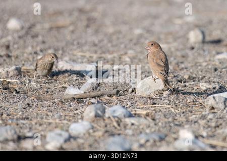 finch trompettiste reposant sur un rocher dans un terrain aride avec une lumière naturelle douce Banque D'Images