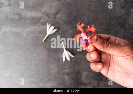 Vue de dessus plat d'une main asiatique tenant une petite orchidée rouge et violette. D'autres fleurs blanches sont sur le fond sombre et texturé d'ardoise. Concept pour Banque D'Images