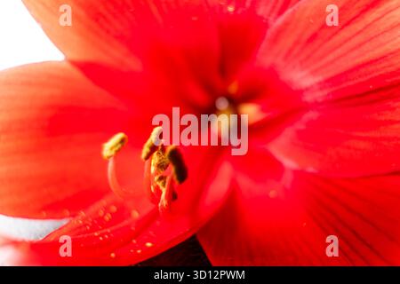 Gros plan extrême d'une fleur rouge éclatante d'amaryllis. L'accent est mis sur l'étamine et le pollen jaune, tandis que les pétales environnants créent un ab doux Banque D'Images