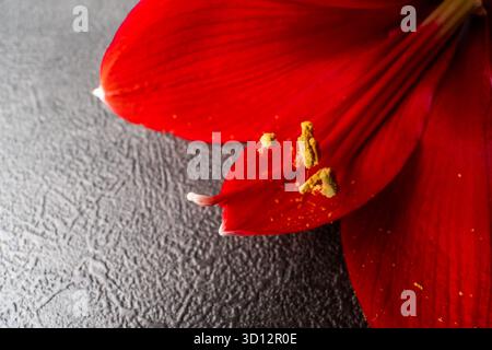 Gros plan extrême d'une fleur rouge éclatante d'amaryllis. L'accent est mis sur l'étamine et le pollen jaune, tandis que les pétales environnants créent un ab doux Banque D'Images