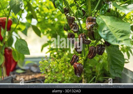 Poivrons habanero au chocolat poussant et mûrissant sur une plante vibrante dans une serre lumineuse Banque D'Images